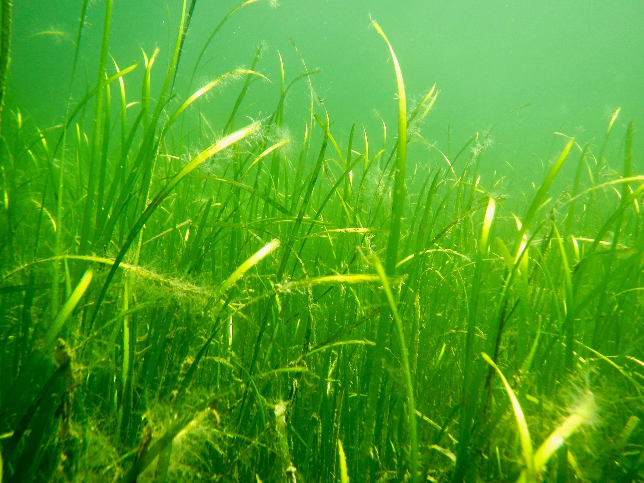 What are seagrass meadows? Why are they so important?