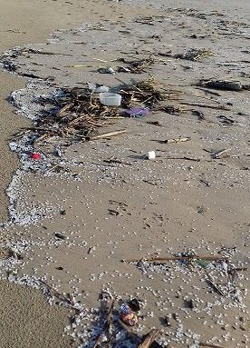 Marine Litter Watch: A Call For Data