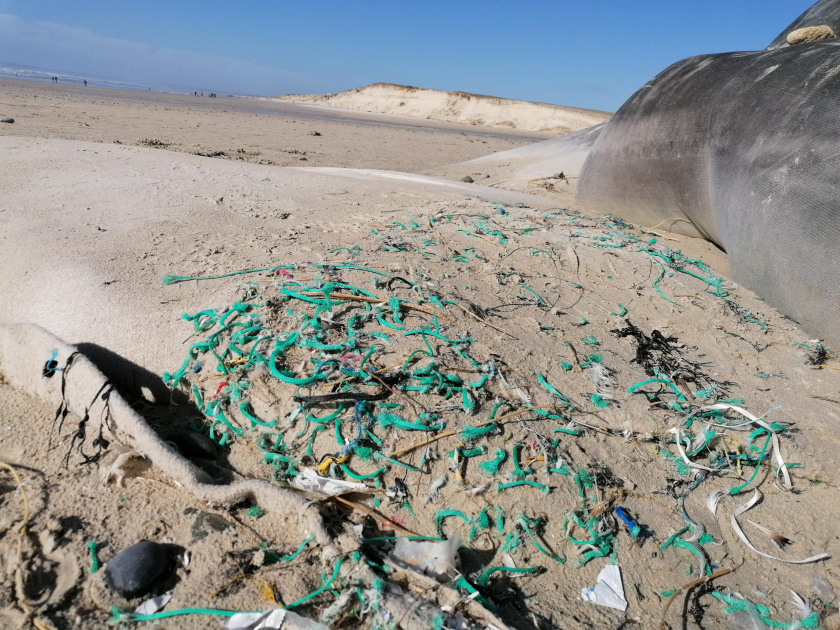 Net cuttings washed up on a beach.