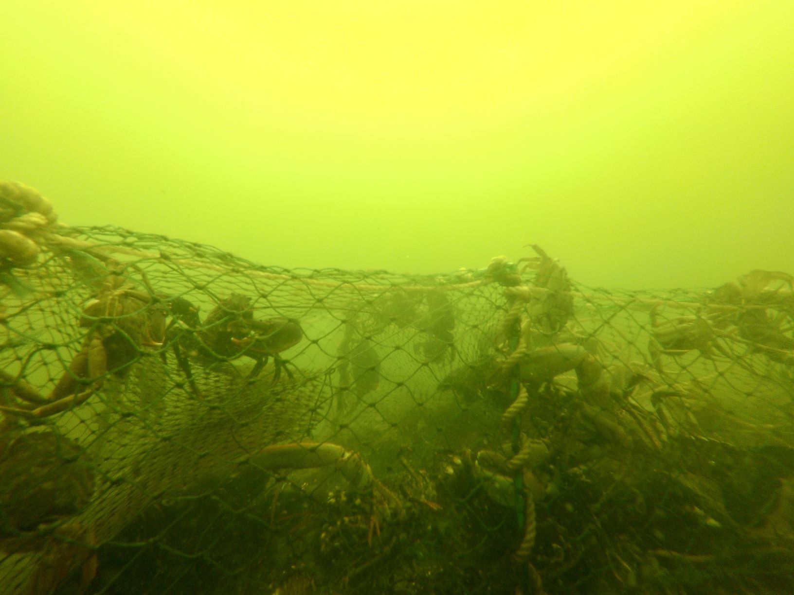New project invites the public to help track down ghost nets in the Limfjord