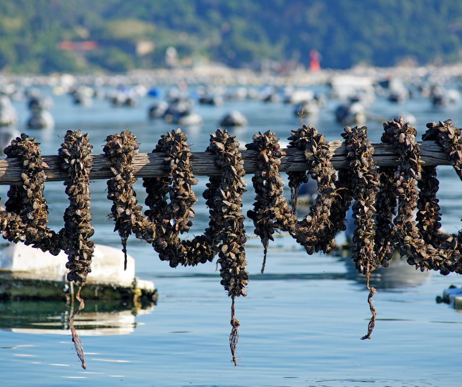 The city of Helsingborg in Sweden is trialling ‘sea allotments’
