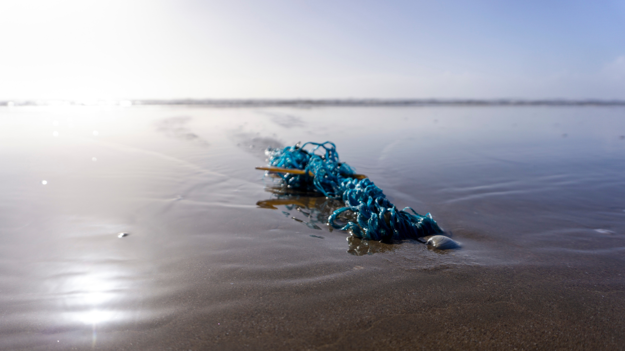 Renewed Focus on the Problem of Ghost Gear Following the Death of a Sperm Whale in Denmark