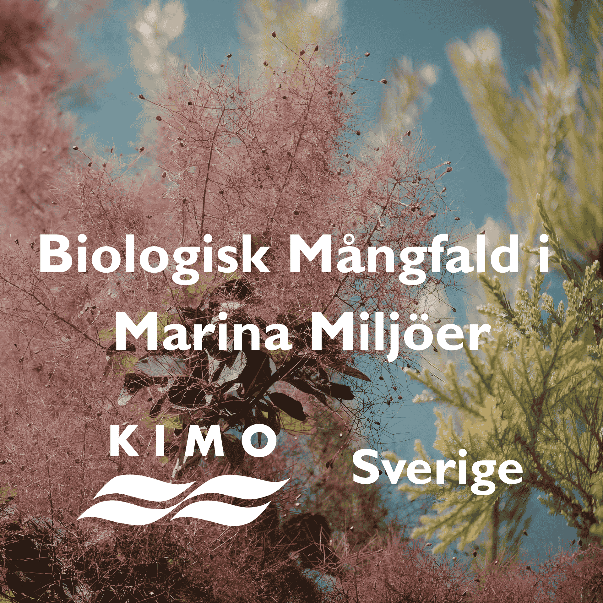 Biologisk mångfald i marina miljöer – KIMO Sverige